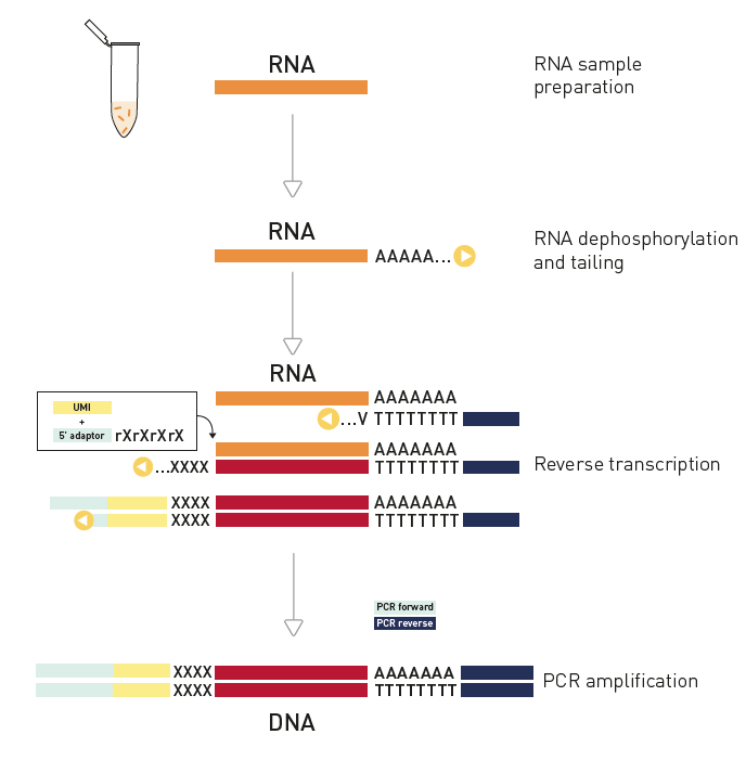 D-Plex small RNA library preparation with UMI workflow for Illumina