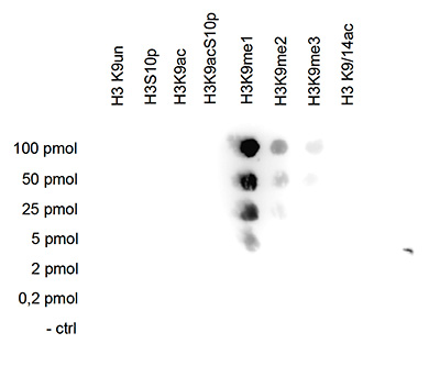 Dot Blot