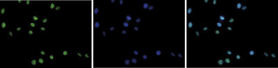 Immunofluorescence
