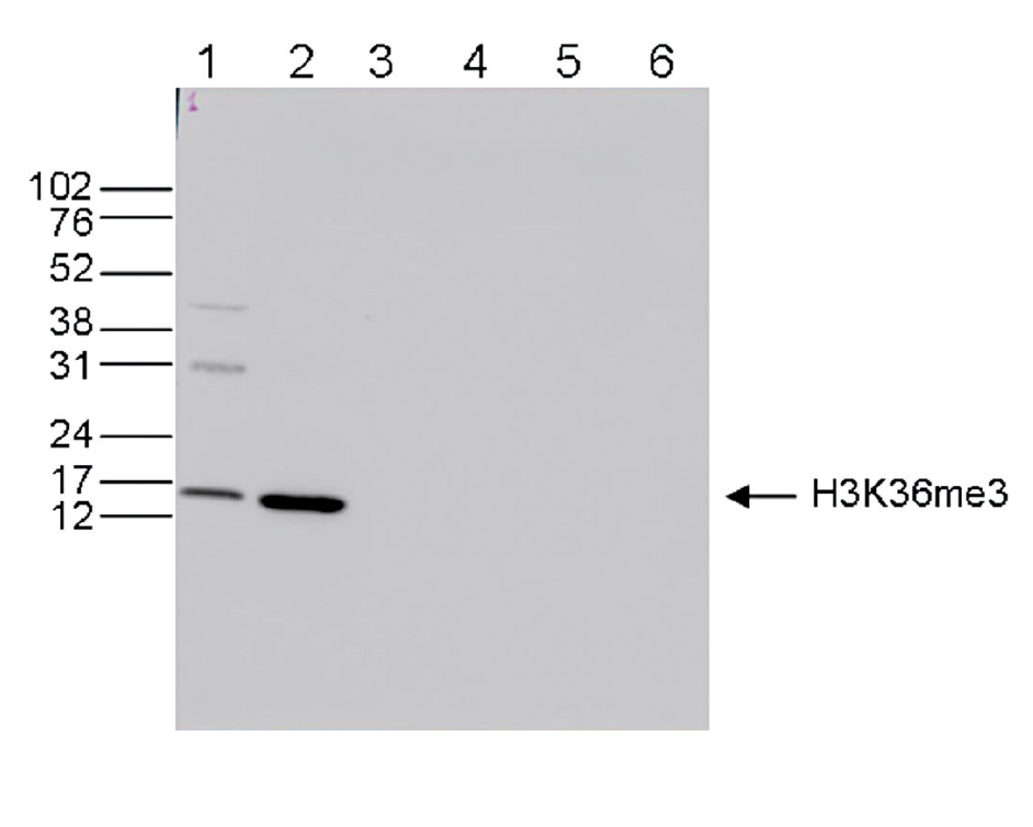 Western blot