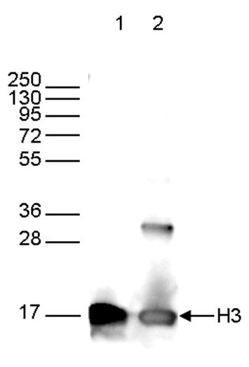 H3pan Antibody validated in Western Blot