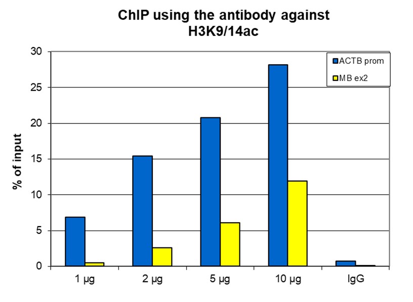 H3K9/14ac Antibody ChIP Grade