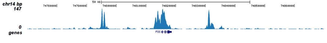 H3K9/14ac Antibody for ChIP-seq