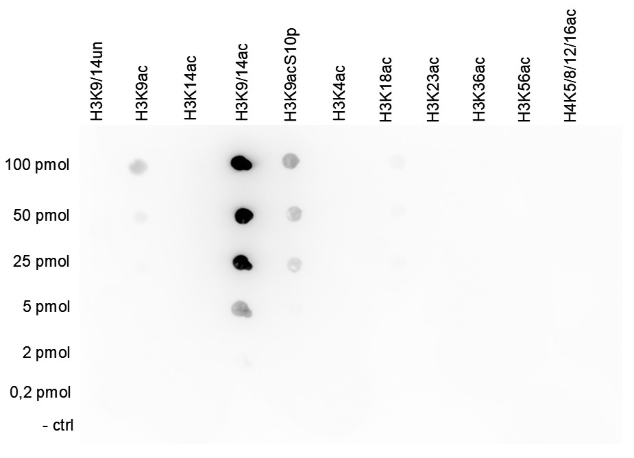 H3K9/14ac Antibody Dot Blot validation