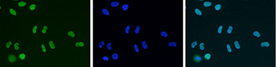 HDAC1 Antibody validated in Immunofluorescence 