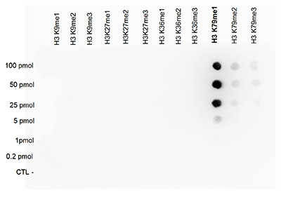 H3K79me1 Antibody validated in Dot Blot