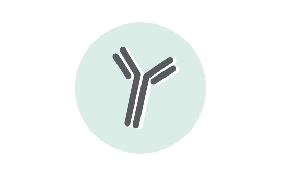 https://www.diagenode.com/img/product/antibodies/antibody.png
