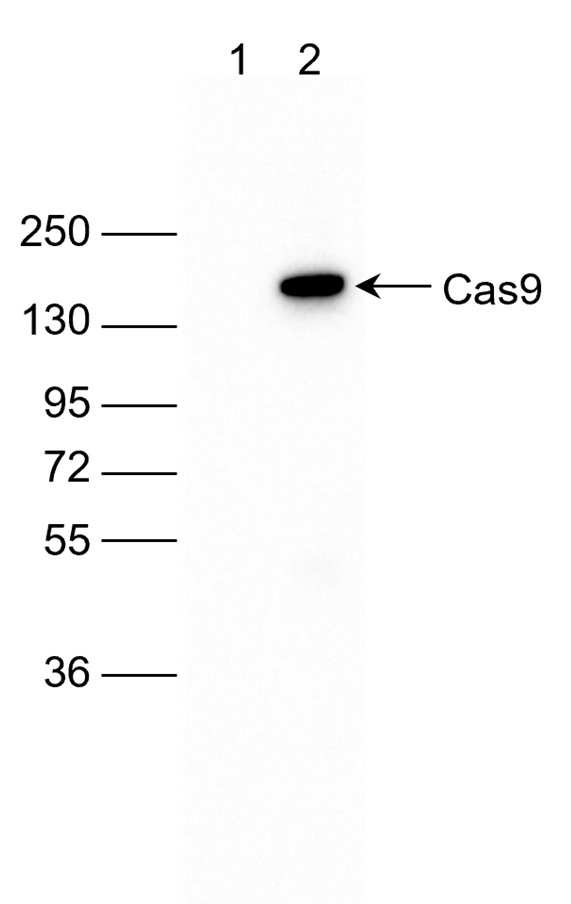 CRISPR/Cas9 Antibody validated in WB 